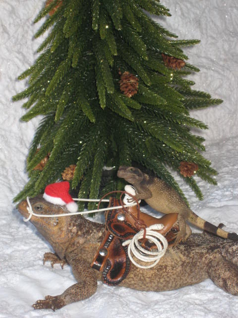 Pony for Christmas