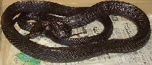 xodus