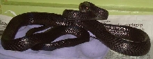 katalyst