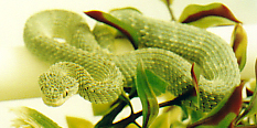 Atheris Squamigera