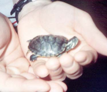 Baby Tex