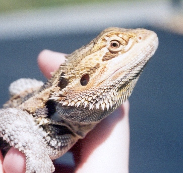 Bruce