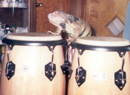 Beany the congo player