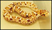 Eastern Hognose Female