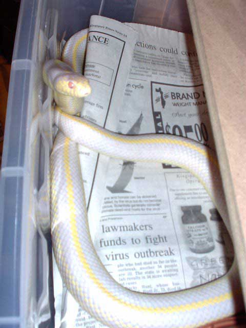 Cali King Albino Striped