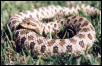 Western Hognose