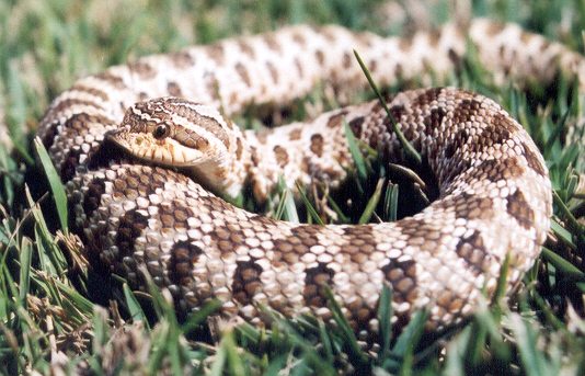 Western Hognose