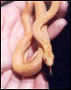 Albino Pacific Striped Gopher