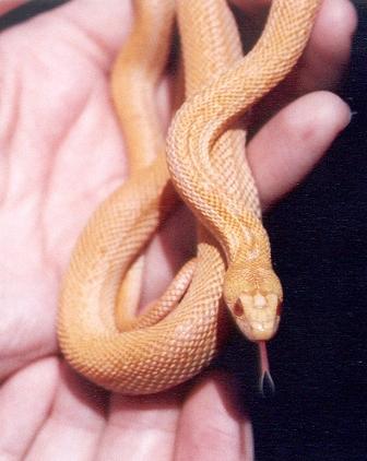 Albino Pacific Striped Gopher