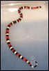 Pueblan Milksnake