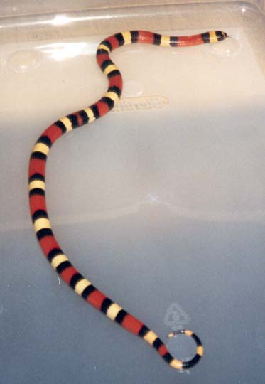 Pueblan Milksnake