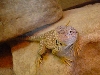 Tippy