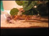 My eldest Gecko