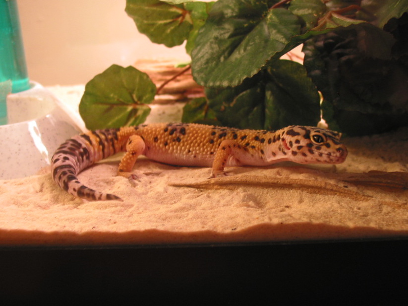 My eldest Gecko