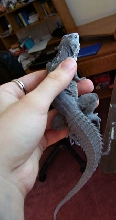My Ornate Club-Tail Iguana.