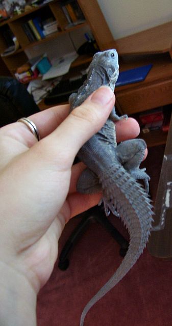 My Ornate Club-Tail Iguana.
