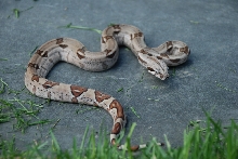 Female hypo dh ghost