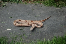 male hypo dh ghost