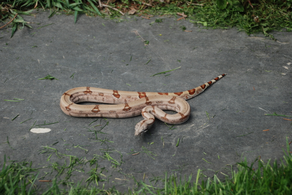 male hypo dh ghost