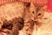 Just Born B