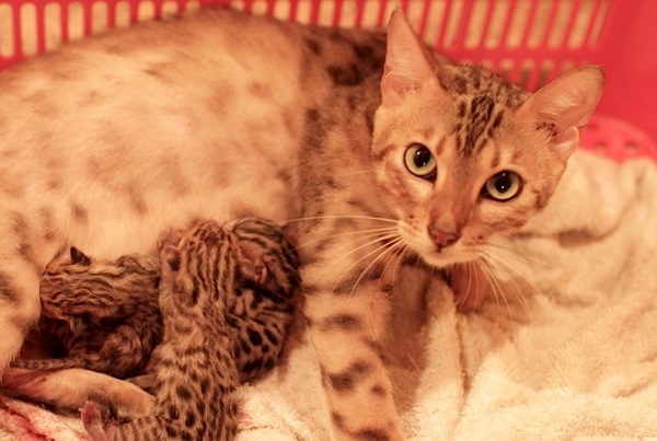 Just Born B