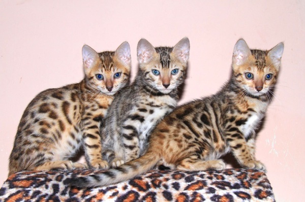 Another Litter 2 Months