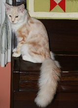 CruSank - Gaya