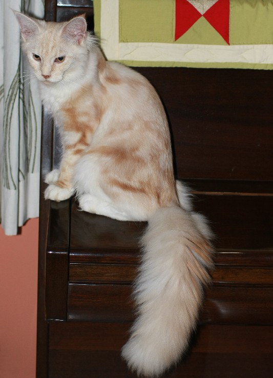 CruSank - Gaya