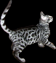 Sample of Charcoal Bengal
