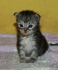 Ciko 3rd Weeks