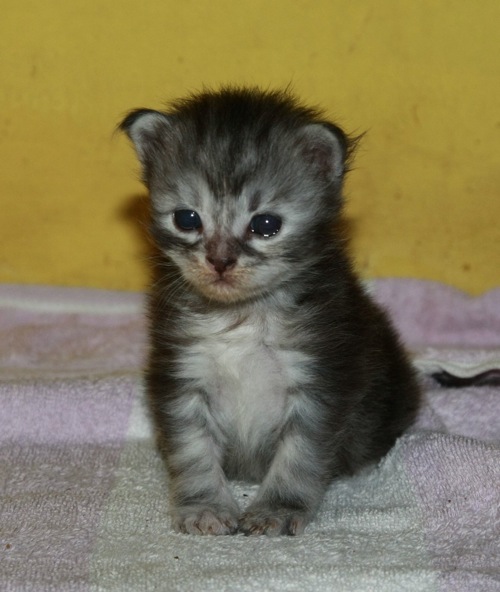 Ciko 3rd Weeks