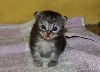 Ciko 3rd Weeks - Cute