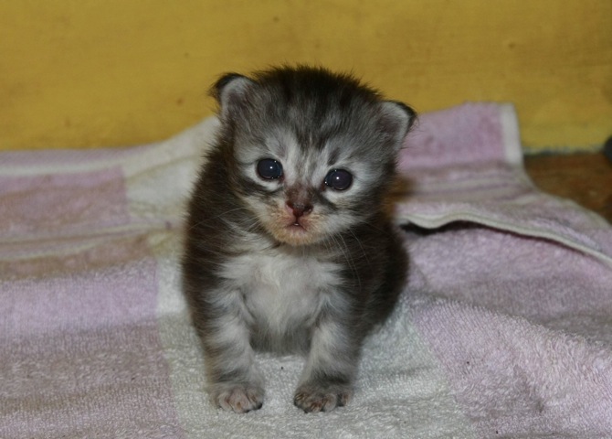 Ciko 3rd Weeks - Cute