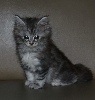 Ciko 060909