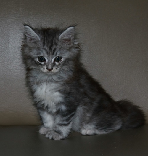 Ciko 060909