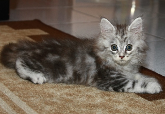Ciko 2 Months c