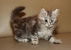 Ciko 2 Months b