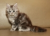 Ciko 2 Months d