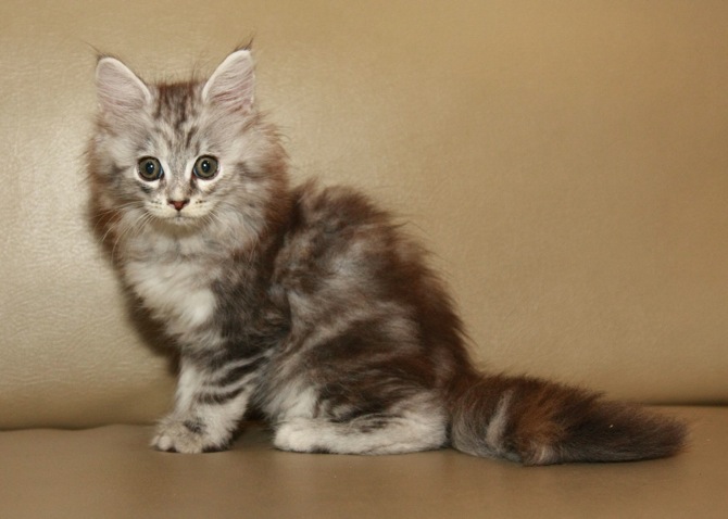 Ciko 2 Months d