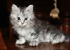 Ciko 2 Months a