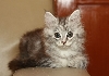 Ciko 2 Months