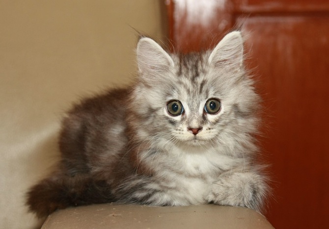 Ciko 2 Months