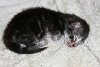 Ciko at 1st week