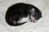 Ciko at 1st week a