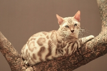 Excowild Gorgeous