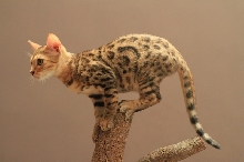 Excowild Ignatia