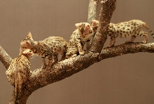 Excowild I