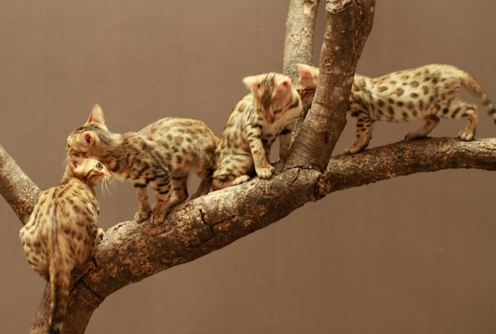 Excowild I