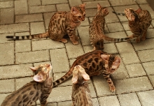 Excowild Is