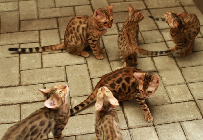 Excowild Is